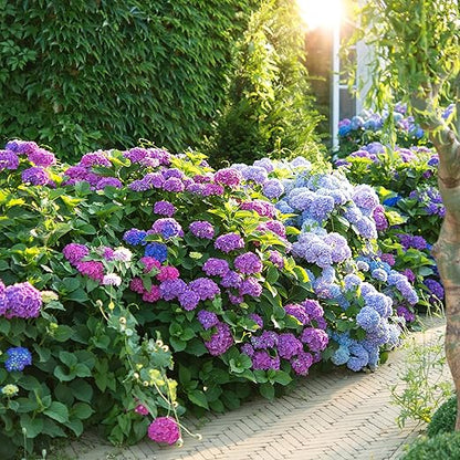 Happy Hydrangeas Fertilizer by Happy Nutrients - Premium 7-3-3 Powder with Micronutrients & Humic - Ideal for Hydrangeas, Azaleas, Rhododendrons, Camellias, Gardenias, and Magnolias - 12 oz