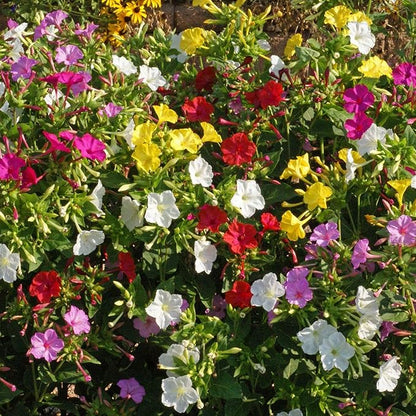 Outsidepride Mixed Four O'clock Flower Seeds - 1 lb Perennial Fragrant, Trumpet-Shaped Blooms, Deer-Proof & Easy to Grow, for Pollinator & Evening Gardens, Containers, Hedges, or Borders