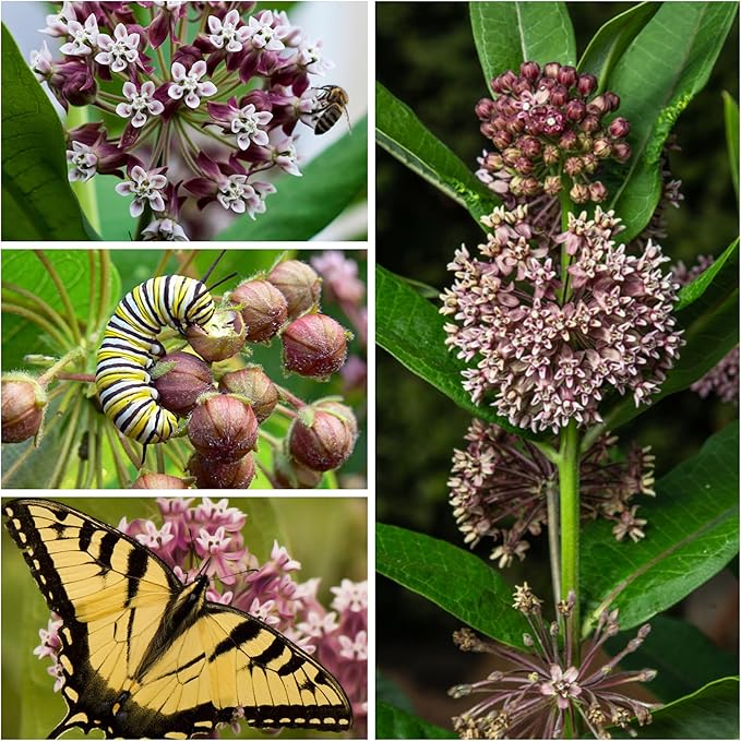 Seed Needs, Pink Common Milkweed Seeds - 100 Heirloom Seeds for Planting Asclepias syriaca - Perennial Flowers to Attract Monarch Butterflies & Other Pollinators (2 Packs)