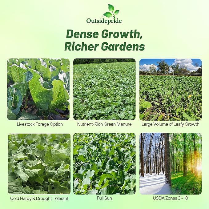 Outsidepride Bayou Kale Seeds - 10 lb. Annual, Versatile & Cold-Tolerant, Cover Crop Seeds for Planting Large, Resilient Foliage for Livestock Grazing, Erosion Control & Easy Growth