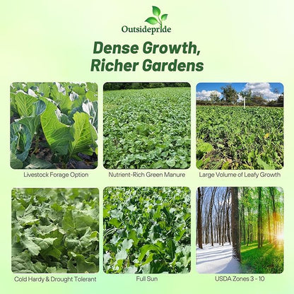 Outsidepride Bayou Kale Seeds - 50 lb. Annual, Versatile & Cold-Tolerant, Cover Crop Seeds for Planting Large, Resilient Foliage for Livestock Grazing, Erosion Control & Easy Growth