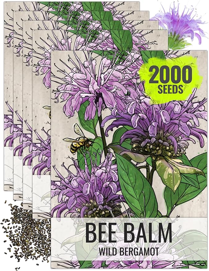 Seed Needs Bee Balm Seeds for Planting Wild Bergamot - Heirloom & Open Pollinated Perennial Flowers to Grow a Butterfly Garden to Attract Bees, Butterflies & Other Pollinators (5 Packs)