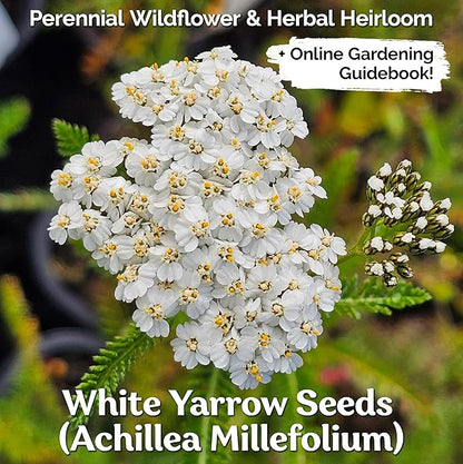 KVITER 2000 White Queen Anne's Lace Seeds (Ammi Majus), 2 Pack – Bishop Flower, Heirloom, Non GMO & Organic Wildflower, False Queen Annes Lace, Pollinator-Friendly Flower Seeds to Plant Outside Garden