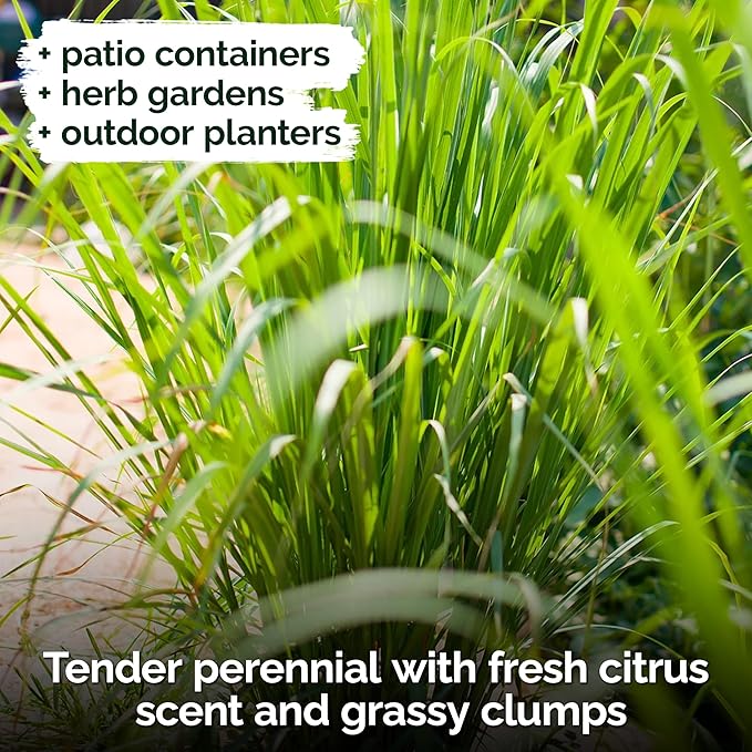 KVITER 800 Lemongrass Seeds (Cymbopogon citratus) - Lemon Grass Seed, Aromatic Culinary Herbs, Organic & Non GMO - Heirloom Herb Seeds for Outdoor, Indoor Garden & Containers