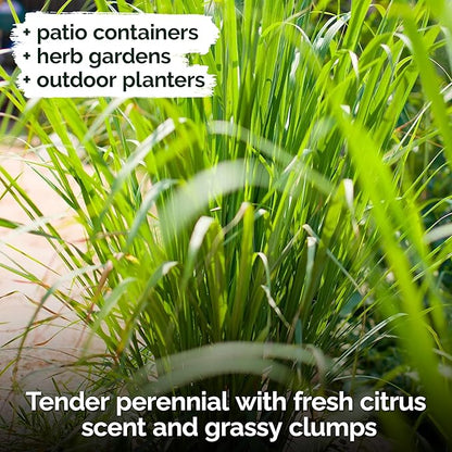 KVITER 800 Lemongrass Seeds (Cymbopogon citratus) - Lemon Grass Seed, Aromatic Culinary Herbs, Organic & Non GMO - Heirloom Herb Seeds for Outdoor, Indoor Garden & Containers