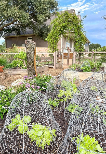Gardener's Supply Company Sturdy Chicken Wire Cloche Plant Protector & Cover | Sturdy Metal Garden Protection for Your Crops and Seedlings | No Assembly Required - 16" in Diameter x 12.5" H