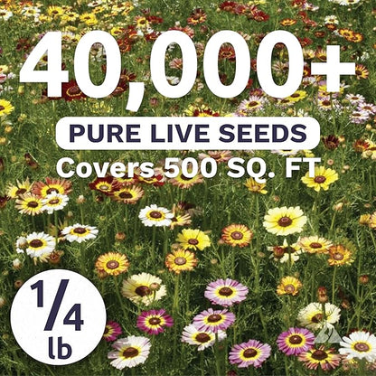 Painted Daisy - Bulk 1/4 Pound Pouch - 40,000 Flower Seeds for Planting - Chrysanthemum carinatum
