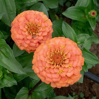 Plant Good Seed Organic Oklahoma Salmon Zinnia Seeds for Planting: Medium Double/Semidouble Flowers, Pink Orange Blossoms - 100 Seed Packet