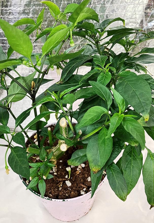 All Purpose Indoor Houseplant Potting Soil Mix Peat Moss & Perlite (½ Gallon / 2 quarts) African Violets, Ivy, Crotons, Peace Lily, Spider Plants etc...from Baby Violets