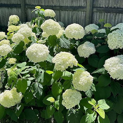 Happy Hydrangeas Fertilizer by Happy Nutrients - Premium 7-3-3 Powder with Micronutrients & Humic - Ideal for Hydrangeas, Azaleas, Rhododendrons, Camellias, Gardenias, and Magnolias - 12 oz