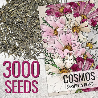 Seed Needs Seashells Cosmos Seeds Multicolored Flower Seed Blend | 3,000+ Heirloom Seeds for Planting Cosmo Bipinnatus Open Pollinated | Unique Mixed Colors Tubular Blooms Attract Pollinators | Bulk