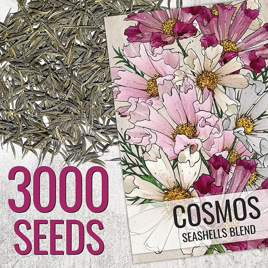 Seed Needs Seashells Cosmos Seeds Multicolored Flower Seed Blend | 3,000+ Heirloom Seeds for Planting Cosmo Bipinnatus Open Pollinated | Unique Mixed Colors Tubular Blooms Attract Pollinators | Bulk