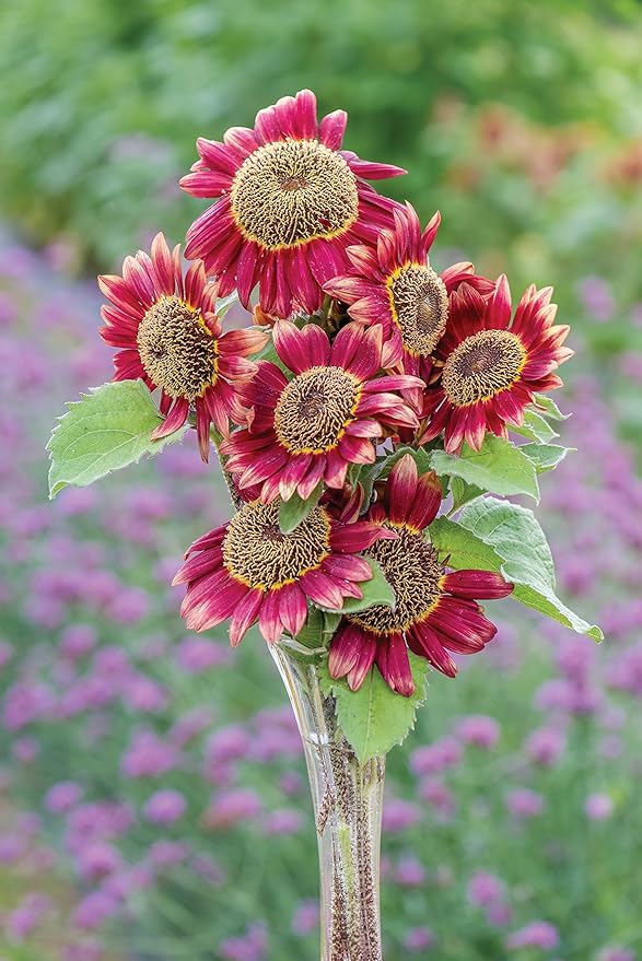 Burpee Crimson Blaze Sunflower Seeds 30 seeds