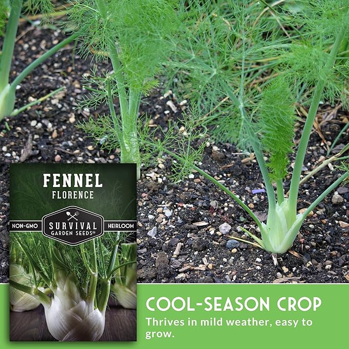 Fennel Seed for Planting - 5 Packets with Instructions to Grow Cool-Weather Florence Fennel (Finnochio) in Your Home Vegetable Garden - Non-GMO Heirloom Variety - Survival Garden Seeds