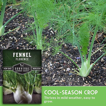 Fennel Seed for Planting - 5 Packets with Instructions to Grow Cool-Weather Florence Fennel (Finnochio) in Your Home Vegetable Garden - Non-GMO Heirloom Variety - Survival Garden Seeds