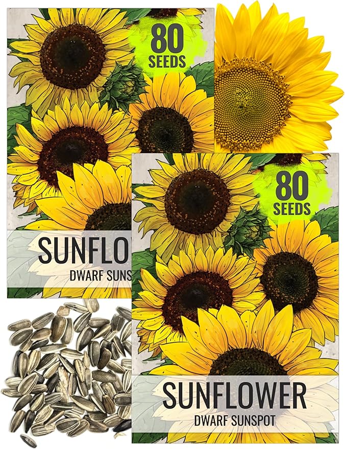 Seed Needs Sunflower Seeds for Planting Dwarf Sunspot Sunflowers - Heirloom & Open Pollinated Annual Cut Flower Seed to Plant 2 Foot Tall Sun Flowers (2 Packs)
