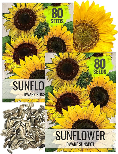 Seed Needs Sunflower Seeds for Planting Dwarf Sunspot Sunflowers - Heirloom & Open Pollinated Annual Cut Flower Seed to Plant 2 Foot Tall Sun Flowers (2 Packs)