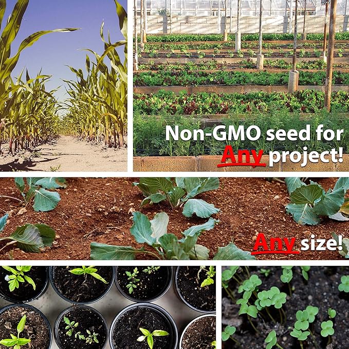 Mountain Valley Seed Company Vegetable Garden Can 50,000+ Seeds 16 Varieties for Long Term Storage, Emergency Supply, Survival Include Tomato, Pepper, Squash, Cucumber, Lettuce, Carrot, & More