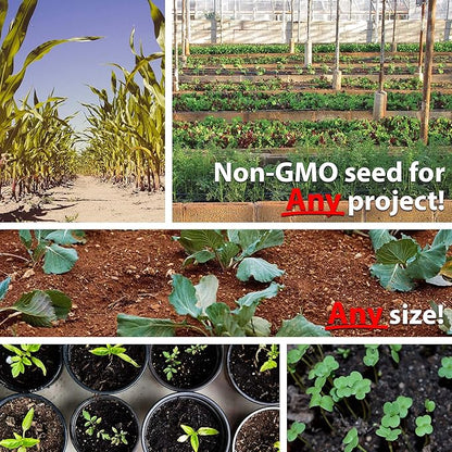 Mountain Valley Seed Company Vegetable Garden Can 50,000+ Seeds 16 Varieties for Long Term Storage, Emergency Supply, Survival Include Tomato, Pepper, Squash, Cucumber, Lettuce, Carrot, & More