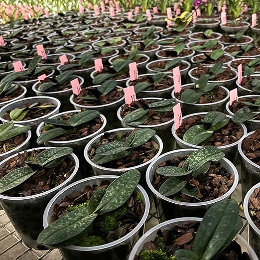 Jaggar Cross Exotics Best Orchid Fuel! Better Than MSU Fertilizer - RO/Rain/Tap Water (Half Pint - 8 oz)