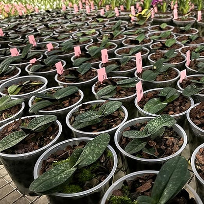 Jaggar Cross Exotics Best Orchid Fuel! Better Than MSU Fertilizer - RO/Rain/Tap Water (Half Pint - 8 oz)