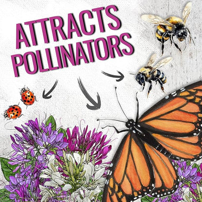 Seed Needs Cleome Seeds for Planting Spider Plants - Heirloom & Open Pollinated Wildflower Seeds to Grow a Butterfly Garden to Attract Pollinators (1 Pack)