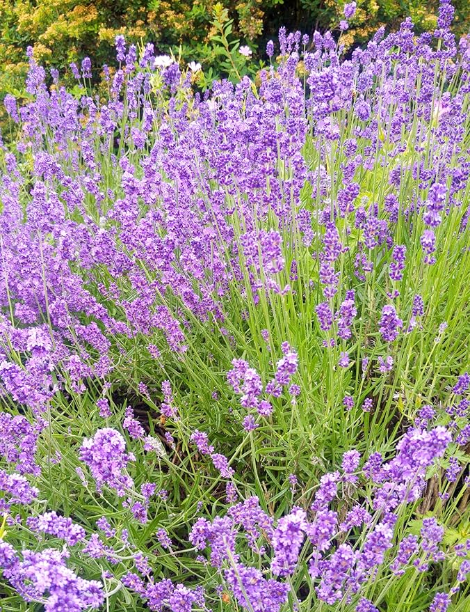 Seed Needs English Lavender Seeds for Planting Lavendula angustifolia Plants - Non-GMO Heirloom & Untreated USA sourced Herb Seeds to Plant Indoors or Outdoors (XL Pack)