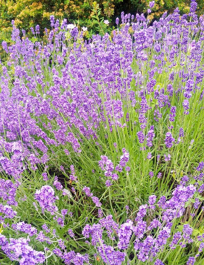 Seed Needs English Lavender Seeds for Planting Lavendula angustifolia Plants - Non-GMO Heirloom & Untreated USA sourced Herb Seeds to Plant Indoors or Outdoors (XL Pack)