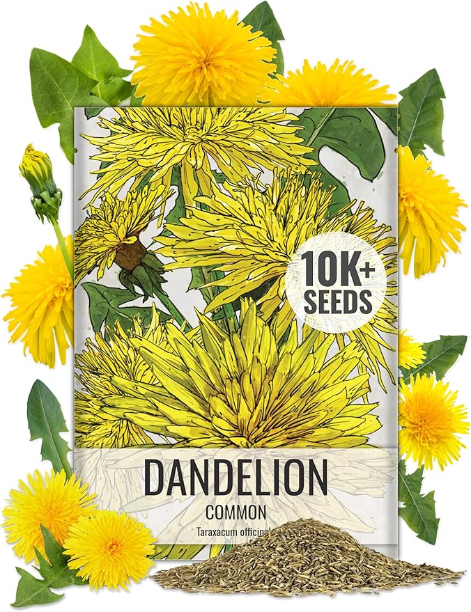 Seed Needs Dandelion Seeds for Planting Fresh Herbs | 10,000+ Untreated Seeds Non GMO Heirloom | Bulk Dandelion Seed | Herb Garden Variety Produces Edible Plants