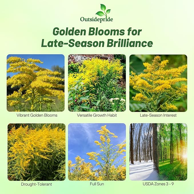 Outsidepride 10000 Seeds Perennial Solidago Stiff Goldenrod Flower Seeds for Planting