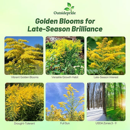 Outsidepride 10000 Seeds Perennial Solidago Stiff Goldenrod Flower Seeds for Planting