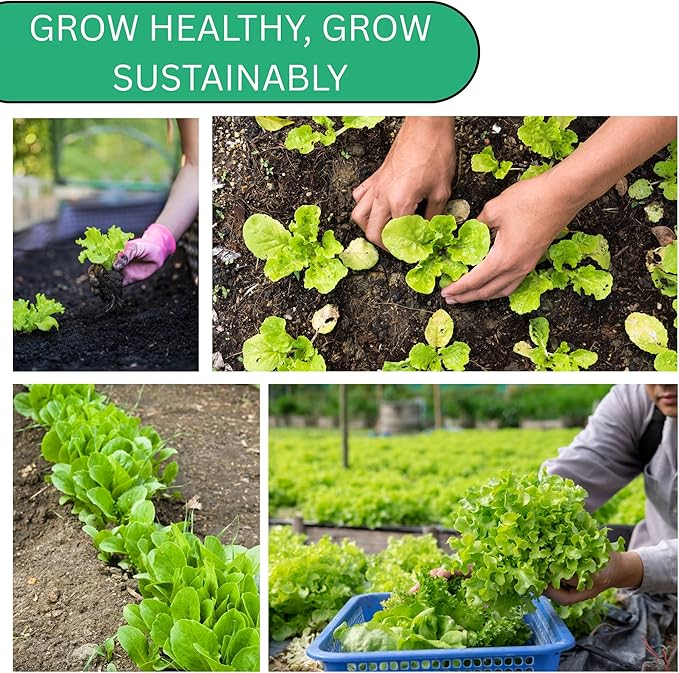 Butterhead Lettuce Seeds for Planting – All Year Round Heirloom Butter Lettuce, Heat Tolerant, Non-GMO Lettuce Seeds for Home Gardens | Woods Creek Seeds