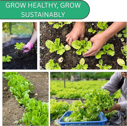 Black Seeded Simpson Lettuce Seeds for Planting – Heirloom Non-GMO Green Leaf Loose Leaf Lettuce for Home Gardens | Woods Creek Seeds