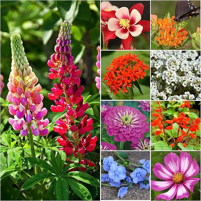 Seed Needs Wildflower Seeds Hummingbird and Butterfly Seed Mix | 10 Packs (1 Ounce Each) No Filler 23 Varieties Garden Seeds Annual & Perennial Species | Pollinator Attracting Flower Seed | Bulk