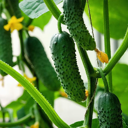 Purely Organic Products Boston Pickling Cucumber Seeds, Heirloom Organic, 3-6 inch Fruits (5 Packets - 20 Grams - Approx 500 Seeds)