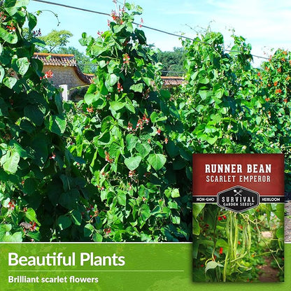 Scarlet Emperor Runner Bean Seeds for Planting - 1 Packet with Instructions to Plant & Grow Red Multiflora Beans in Your Home Vegetable Garden - Non-GMO Heirloom Variety - Survival Garden Seeds