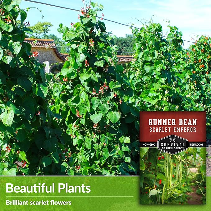 Survival Garden Seeds Scarlet Emperor Runner Bean Seeds for Planting - 2 Packets with Instructions to Plant & Grow Red Multiflora Beans in Your Home Vegetable Garden - Non-GMO Heirloom Variety