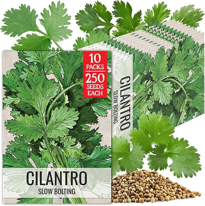 Seed Needs Cilantro Seeds for Planting Coriander Kitchen Herbs - Non-GMO Heirloom & Untreated - Grow a Home Grown Herb Garden Indoors or Outdoors (10 Packs)