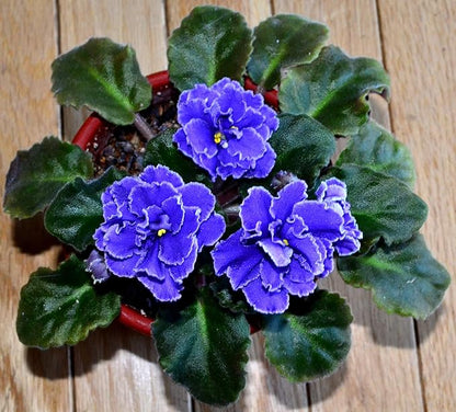 All Purpose Indoor Houseplant Potting Soil Mix Peat Moss & Perlite (½ Gallon / 2 quarts) African Violets, Ivy, Crotons, Peace Lily, Spider Plants etc...from Baby Violets