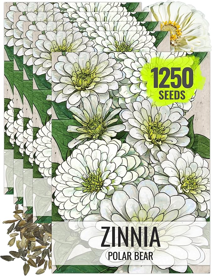 Seed Needs Polar Bear White Zinnia Seeds for Planting - Heirloom & Untreated - Grow a Butterfly Garden to Attract Butterflies, Bees and Pollinators - Great Cut Flowers (5 Packs)