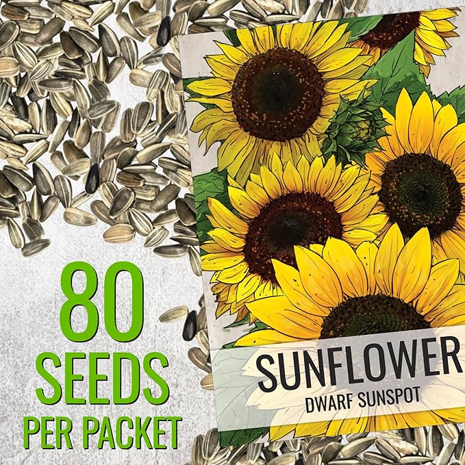 Seed Needs Sunflower Seeds for Planting Dwarf Sunspot Sunflowers - Heirloom & Open Pollinated Annual Cut Flower Seed to Plant 2 Foot Tall Sun Flowers (2 Packs)
