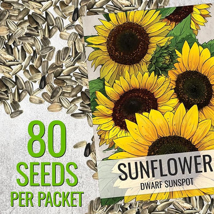 Seed Needs Sunflower Seeds for Planting Dwarf Sunspot Sunflowers - Heirloom & Open Pollinated Annual Cut Flower Seed to Plant 2 Foot Tall Sun Flowers (10 Packs)