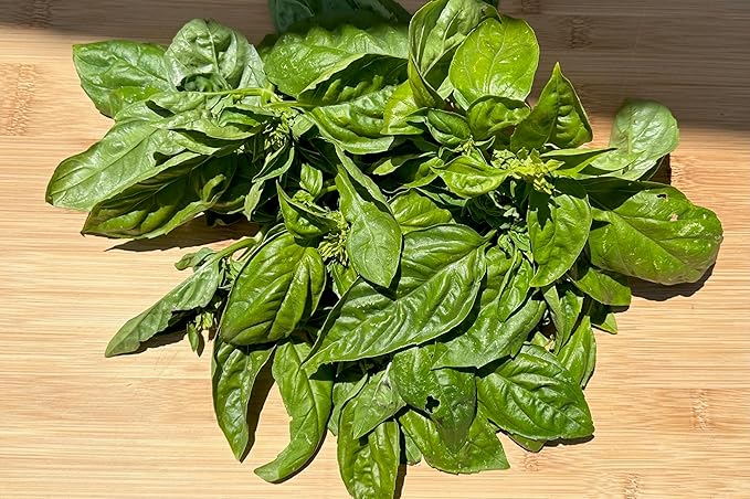 Plant Good Seed Prospera F1 Basil Seeds Seeds for Planting: Perennial Herb, Green Leaves - 150 Seed Packet