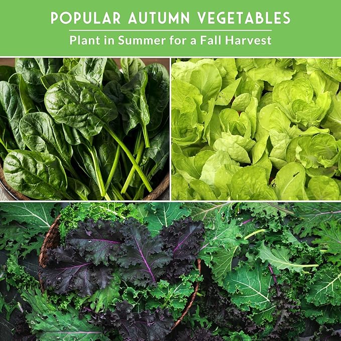 Fall & Winter Vegetable Seed Collection – 8 Packs of Non-GMO Heirloom Seeds for Planting Vegetables | Autumn & Indoor Gardening Seed Pack – Survival Garden Seeds