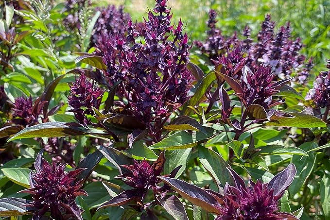 Plant Good Seed Organic Siam Queen Thai Basil Seeds for Planting: Culinary Herb, Green Purple Leaves - 250 Seed Packet