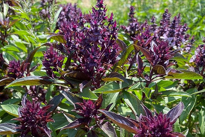 Plant Good Seed Organic Siam Queen Thai Basil Seeds for Planting: Culinary Herb, Green Purple Leaves - 250 Seed Packet