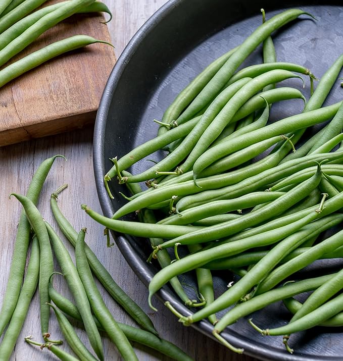 Burpee French Filet Bush Bean Seeds 2 ounces of seed