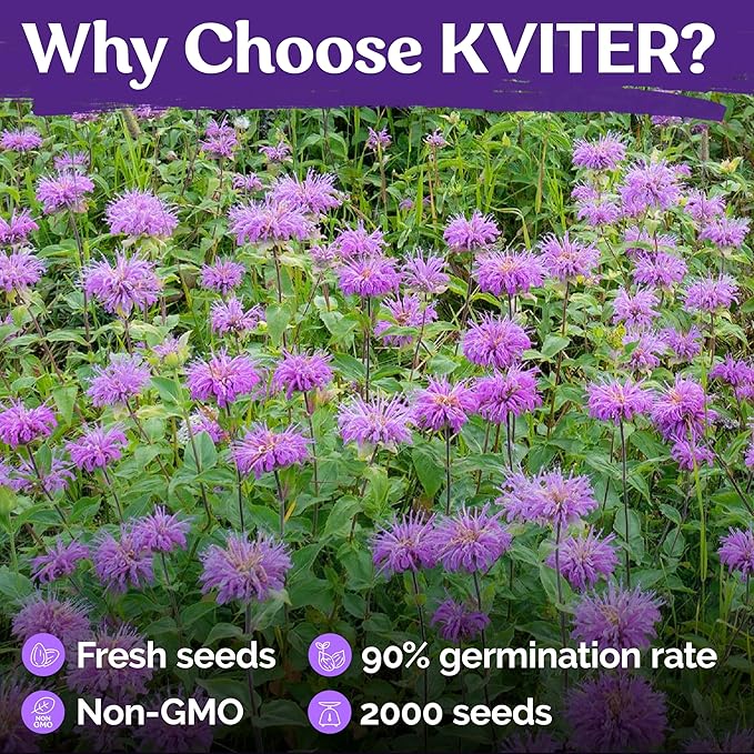 KVITER 2,000 Wild Bergamot Seeds for Planting (Monarda fistulosa), 2 Pack – Bee Balm Native Wildflower, Pollinator Magnet, Organic & Non GMO – Flower Seeds to Plant Outside in Flower/Herb Garden