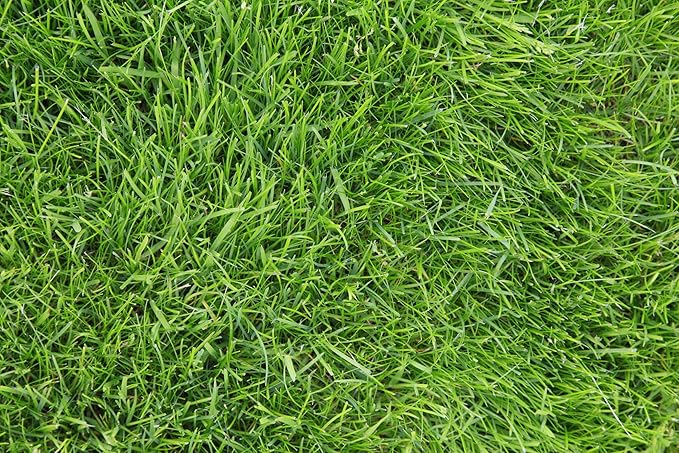 Kentucky 31 K31 Tall Fescue Grass Seed by Eretz - Choose Size! State Certified, No fillers, No Weed or Other Crop Seeds (1lb)