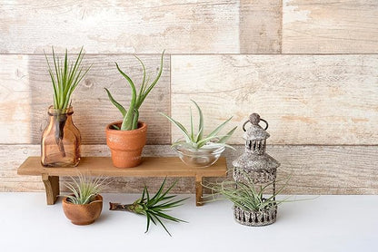 Tillandsia Air Plants Live Indoor Plants (6PK), Airplants Variety Live Plant Kit, Tropical Plants Live Houseplants, Air Plant Live Succulents Plants Live Plants Indoor House Plants by Plants for Pets